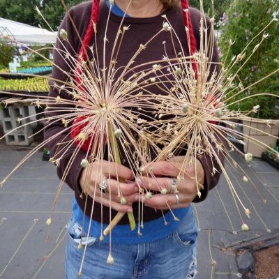 Аллиум Шуберт Аллиум Шуберт фото