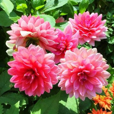 Георгина Берлинер Кляйне Георгина Берлинер Кляйне фото