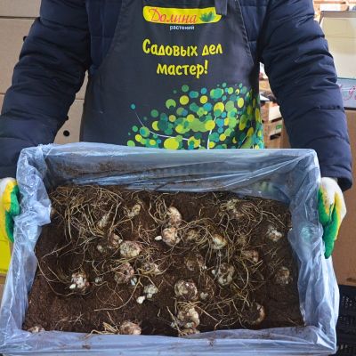 Лилия Касабланка Лилия Касабланка фото