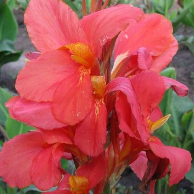 Канна Миссис Оклахома Канна Миссис Оклахома - Dolina-Sad.Ru