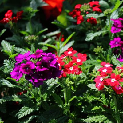 Вербена гибридная Звездная пыль фото