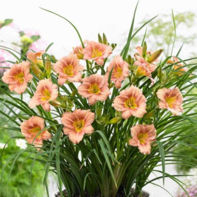 Лилейник Эври Дэйлили Бронз Лилейник Эври Дэйлили Бронз - Dolina-Sad.Ru