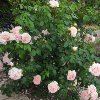 Роза Френч Брекфаст Роза Френч Брекфаст - Dolina-Sad.Ru