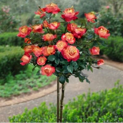 Роза штамбовая Ориент Экспресс Роза штамбовая Ориент Экспресс - Dolina-Sad.Ru