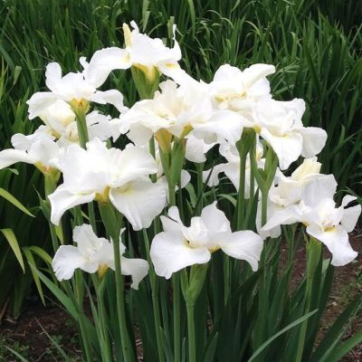 Ирис Суон ин Флайт Ирис Суон ин Флайт - Dolina-Sad.Ru