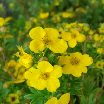 Лапчатка кустарниковая Саммерфлор Лапчатка кустарниковая Саммерфлор фото