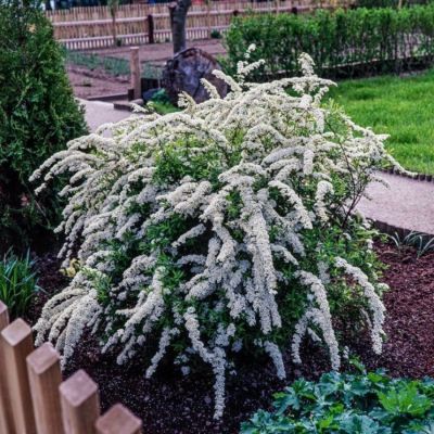 Спирея Аргута, С3 Спирея Аргута, С3 - Dolina-Sad.Ru