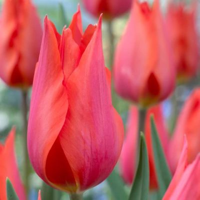 Тюльпан Темплз Фэйворит Тюльпан Темплз Фэйворит фото