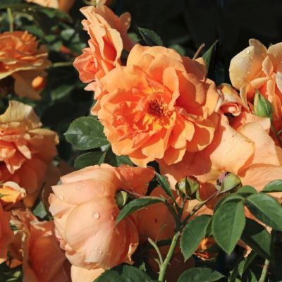 Роза Скайлайн, С2 Роза Скайлайн, С2 - Dolina-Sad.Ru