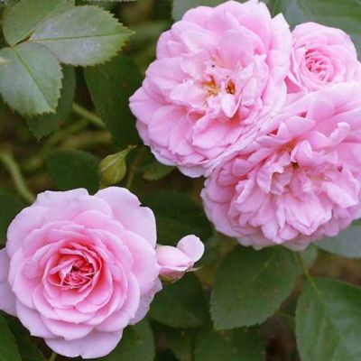 Роза Рози Дон Роза Рози Дон - Dolina-Sad.Ru