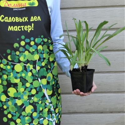 Гелениум Хупа Гелениум Хупа фото