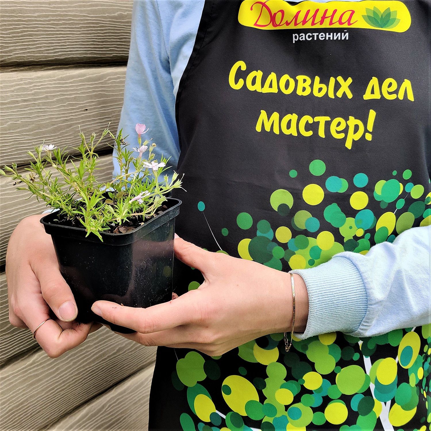 Флокс шиловидный 'Liliacina' Флокс шиловидный 'Liliacina' фото