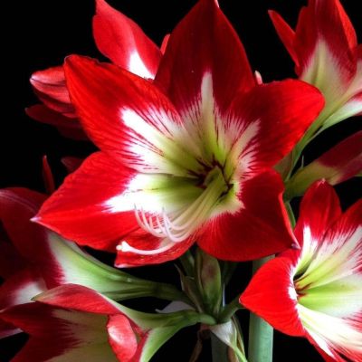 Амариллис Трес Чик Амариллис Трес Чик фото