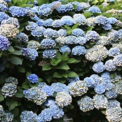 Гортензия крупнолистная Ксиан Гортензия крупнолистная Ксиан - Dolina-Sad.Ru