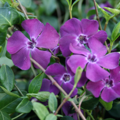 Барвинок малый Атропурпуреа Плена Барвинок малый Атропурпуреа Плена фото