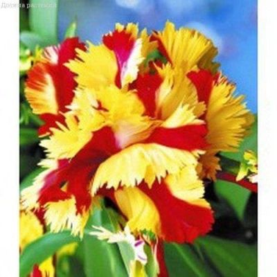 Тюльпан Флэминг Пэррот Тюльпан Флэминг Пэррот фото