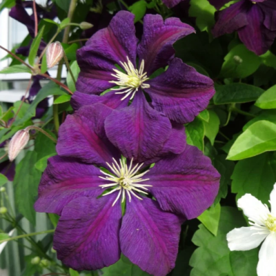 Клематис Этуаль Виолет Клематис Этуаль Виолет фото