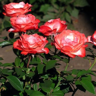 Роза Штамбовая Ностальжи Роза Штамбовая Ностальжи - Dolina-Sad.Ru