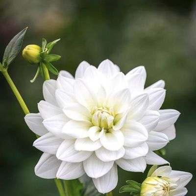 Георгина Сиберия Георгина Сиберия - Dolina-Sad.Ru