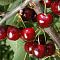 Черешня колоновидная Хелена Черешня колоновидная Хелена - Dolina-Sad.Ru