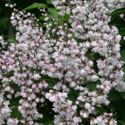 Дейция шершавая Плена фото