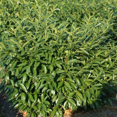 Лавровишня Херберги - Dolina-Sad.Ru