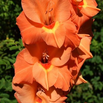 Гладиолус Принц оф Оранж Гладиолус Принц оф Оранж - Dolina-Sad.Ru