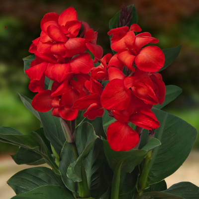 Каннасол Хэппи Кармен Каннасол Хэппи Кармен фото