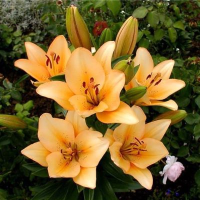 Лилия Салмон Классик (в горшке) Лилия Салмон Классик (в горшке) фото