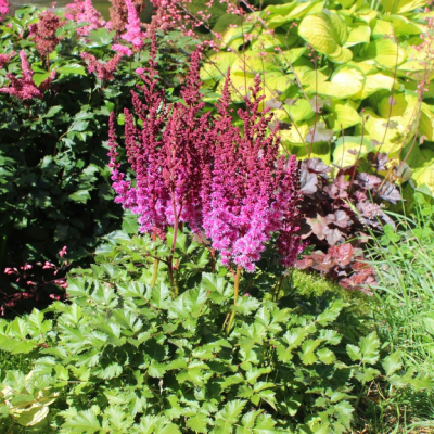 Астильба Перпл Рэйн Астильба Перпл Рэйн фото