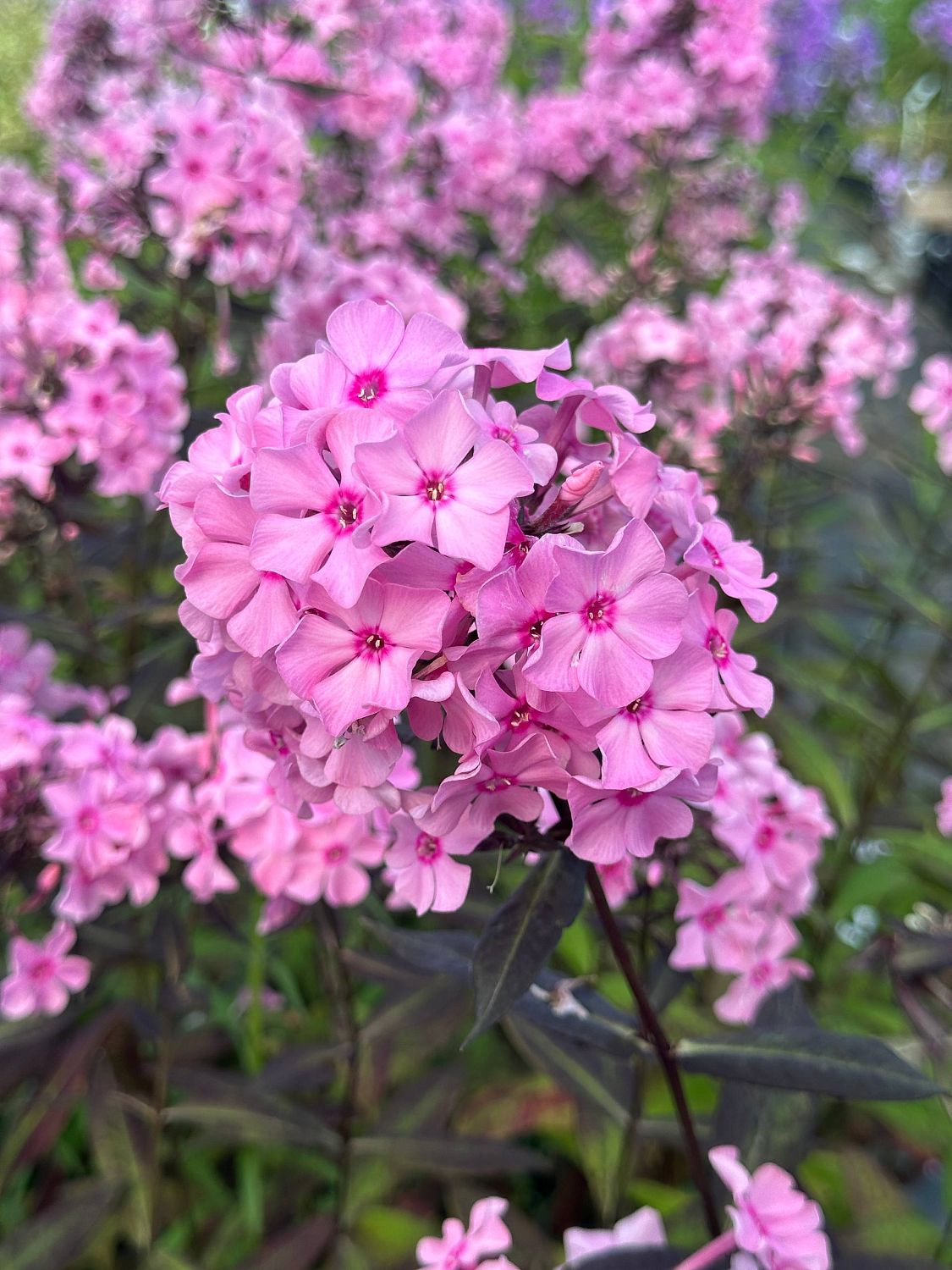 Флокс Свит Саммер Флокс Свит Саммер - Dolina-Sad.Ru