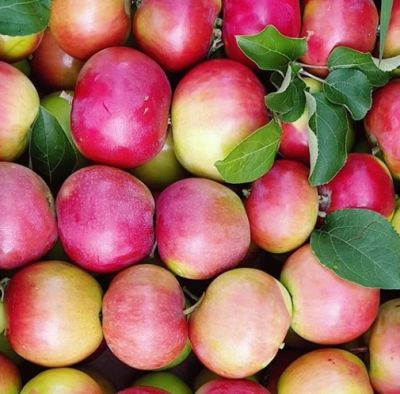 Яблоня Женева/Летняя фото