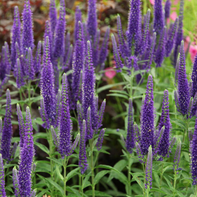 Вероника длиннолистная Мариетта Вероника длиннолистная Мариетта фото