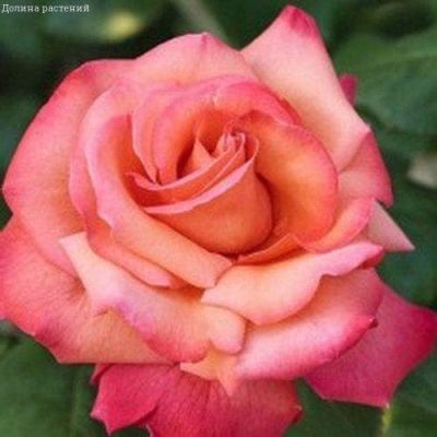 Роза Христофор Колумб Роза Христофор Колумб фото