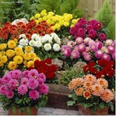 Георгина Фигаро фото