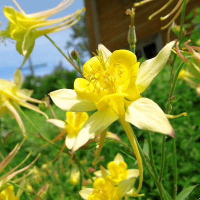 Аквилегия Спринг Мэджик Еллоу , P9 Аквилегия Спринг Мэджик Еллоу , P9 фото