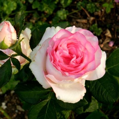 Роза Дольче Вита в горшке - Dolina-Sad.Ru