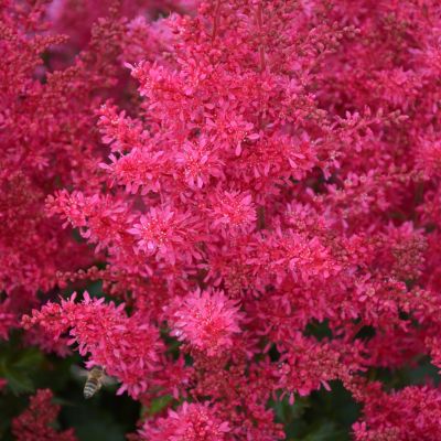 Астильба Арендса Хэви Метал Астильба Арендса Хэви Метал - Dolina-Sad.Ru