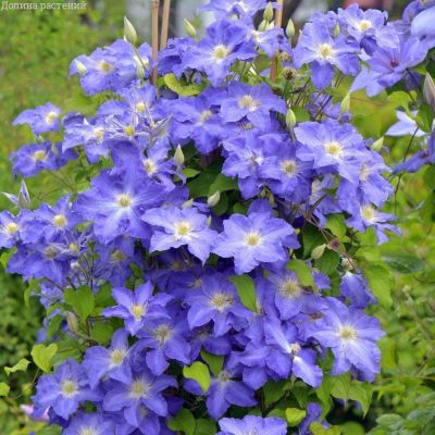 Клематис Стефан Франчак Клематис Стефан Франчак фото
