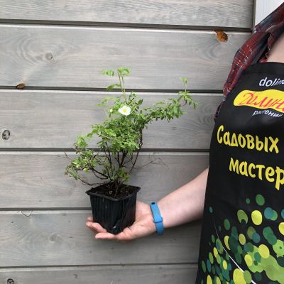 Лапчатка кустарниковая Медик Уилл Маунт Лапчатка кустарниковая Медик Уилл Маунт фото