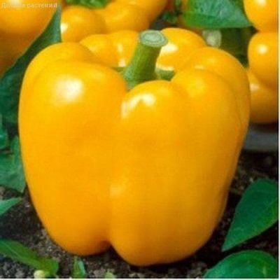 Перец Калифорния Вондер Голд Перец Калифорния Вондер Голд фото