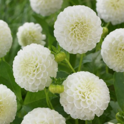 Георгина Петрас Веддинг Георгина Петрас Веддинг фото