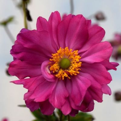 Анемона Брессингам Глоу Анемона Брессингам Глоу - Dolina-Sad.Ru