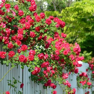 Роза 40 братьев - Dolina-Sad.Ru