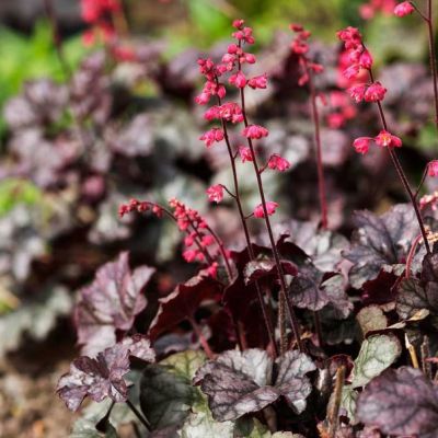 Гейхера Голливуд Гейхера Голливуд - Dolina-Sad.Ru