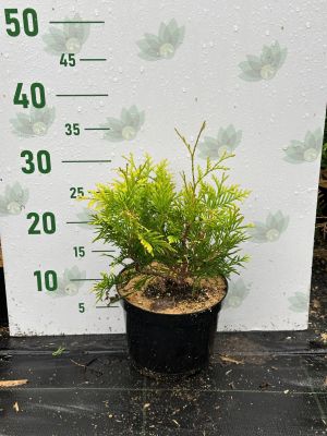 Туя западная Еллоу Риббон, С2 - Dolina-Sad.Ru