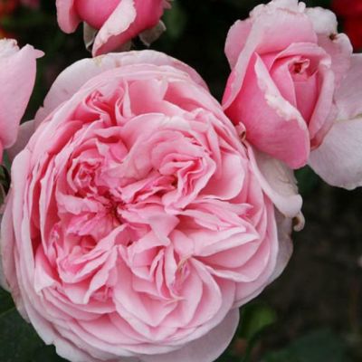 Роза Кисс Ми Кейт Роза Кисс Ми Кейт - Dolina-Sad.Ru