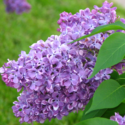 Сирень обыкновенная Память о Вавилове Сирень обыкновенная Память о Вавилове фото