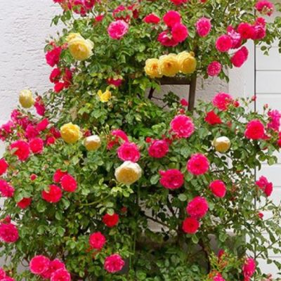 Роза Спениш Флэг Роза Спениш Флэг - Dolina-Sad.Ru