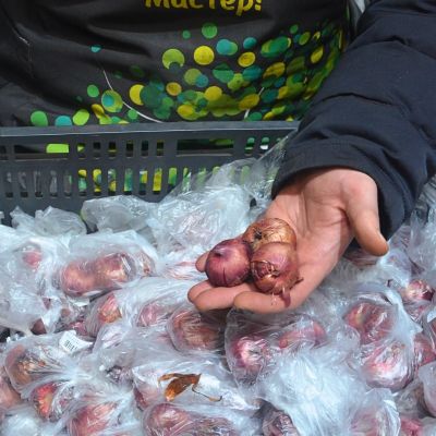 Гладиолус Чарминг Бьюти Гладиолус Чарминг Бьюти - Dolina-Sad.Ru